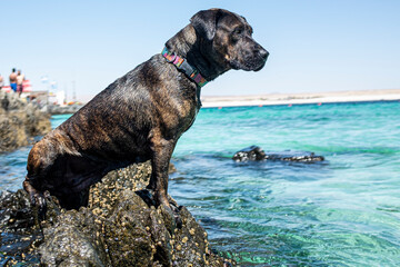 A mixed breed dog between boxer and pitbull on some rocks on a beach