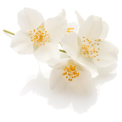 Jasmine flowers isolated over white background cutout.
