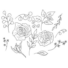 Linear drawing of roses and leaves. Vector illustration.