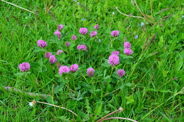 Koniczyna czerwona,  Trifolium pratense, w naturalnym środowisku
