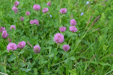 Koniczyna czerwona,  Trifolium pratense, w naturalnym środowisku