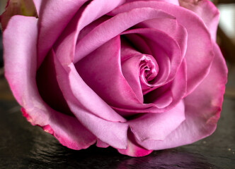 Macro Vivid, Pink, Rose with Petal Details