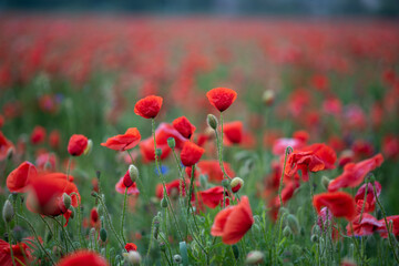 Naklejka premium red poppy field