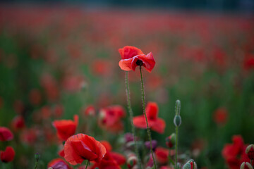 red poppy in the field