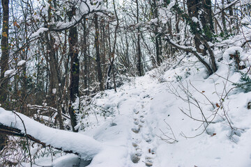 Trail through the snow in the winter forest in the Caucasus mountains. White snow on the trees. Russian Winter.