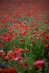 red poppies in the field