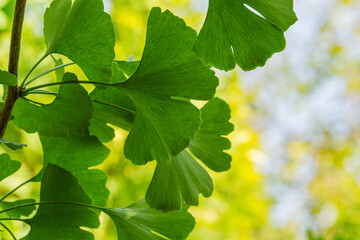 Fototapeta na wymiar Ginkgo tree (Ginkgo biloba) or gingko with brightly green leaves against background of blurry yellow foliage. Selective close-up. Fresh wallpaper nature concept. Place for your text