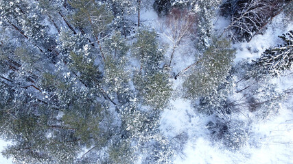 Aerial view of winter forest. Pines and spruce winter background. Winter landscape from the air....