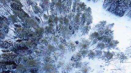 Fototapeta premium Aerial view of winter forest. Pines and spruce winter background. Winter landscape from the air. Natural forest background with drone. Winter forest. 