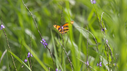 mariposa en naturaleza