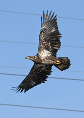 Juvenile bald eagle flying