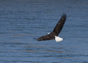 Bald eagle flying