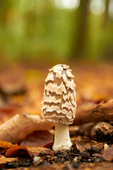 mushroom in the forest