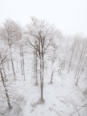 Drone birds view snow covered trees in the winter forest