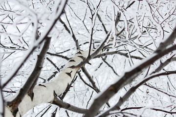birch branches in the fluffy snow. close-up, bottom view, winter landscape