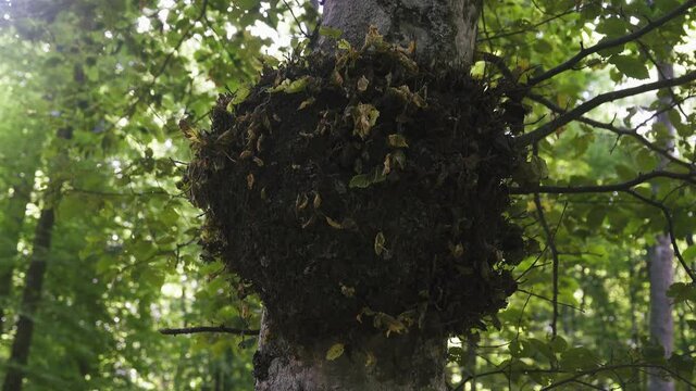 Forest pathology, plant diseases. The tumor, gnarl on the trunk of hornbeam
