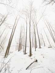 Winter forest, snowy winter trees outlines  in cloudy weather. Misty nature