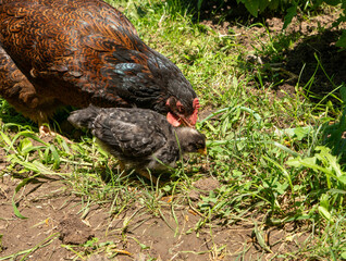 A Barnevelder hen and her mixed breed chick forage for insects in a garden. Concepts of backyard chickens and homesteading