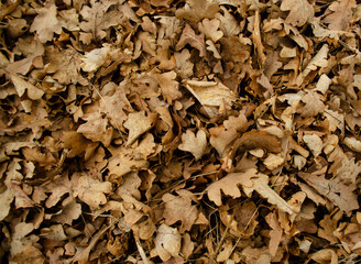Fallen leaves. Dry brown leaves on the ground. Autumn leaf fall. Leaves on the ground in late autumn. Autumn background. Fallen dry leaves texture