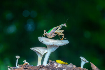 frog on a leaf