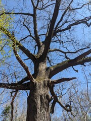 Rise and Reign of the Old Oak