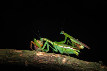 green praying mantis