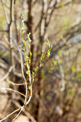 Branches. Green leaves. The first spring greens. Green foliage