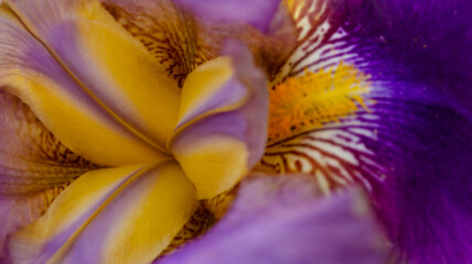 Fototapeta na wymiar Beautiful garden flower close up.Beautiful purple, Violet and yellow iris flower. Close-up of a flower iris blurred natural background. Selective focus.