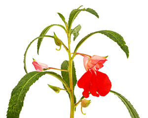 Scarlet flower of Impatiens balsamina, garden balsam jewelweed touch-me-not plant, isolated on white background - obrazy, fototapety, plakaty