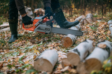 A man is sawing a tree with a chainsaw. A young guy works in a pine forest