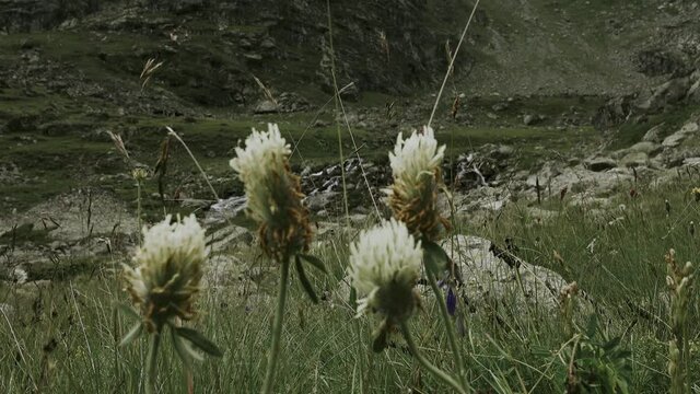 Autumn on a mountain meadow. White clover (Trifolium repens) is fading (defloration)
