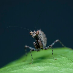 green shield bug
