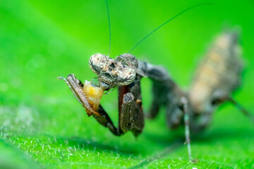 spider on a green leaf