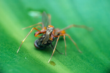 spider on leaf