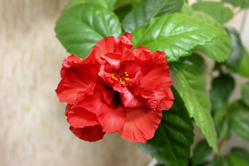 Red hibiscus flower (China rose, Chinese hibiscus, Hawaiian hibiscus) green leaves natural background. Karkade tropical garden rose flower with fluffy petals for tea. Red jungle flower - plant growing
