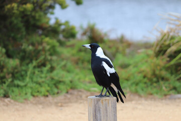 crow on the ground