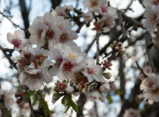 Close up of  branch with  beautiful almond  flowers.