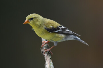 Goldfinch