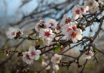 Close up of  branch with  beautiful almond  flowers.