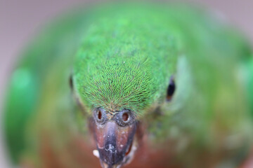 close up of parrot