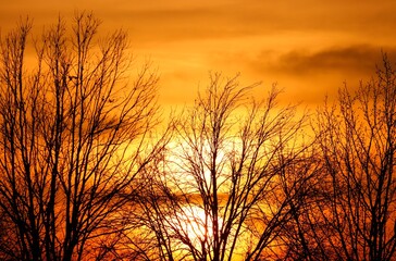 Bäume im roten Sonnenuntergang