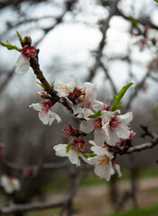Close up of  branch with  beautiful almond  flowers.