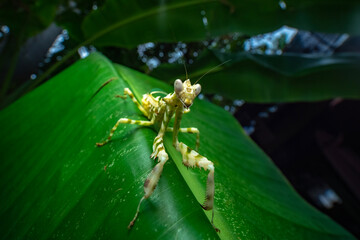 spider on a leaf