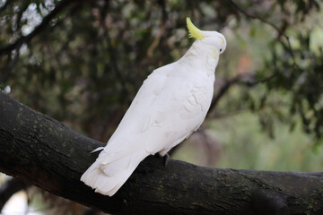 white dove on a branch