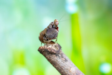 fly on leaf