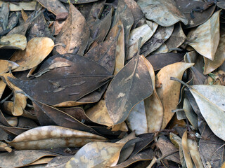A group of leaves on the ground.