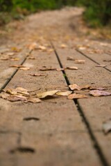 background of wooden planks in brown with dry leaves