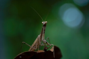 praying mantis on a leaf