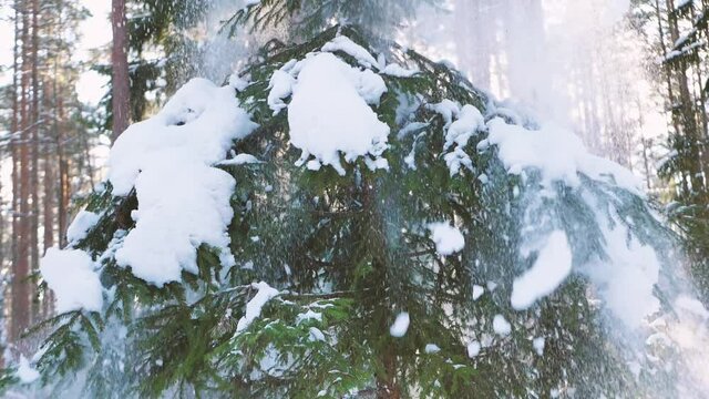 Shake off the snow from the pine branches. Spring is approaching