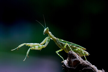 green praying mantis
